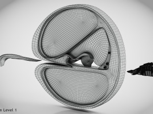 Cochlea cross section Model 3D