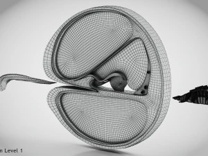 Sezione trasversale della coclea Modello 3D