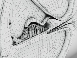 Cochlea cross section Model 3D