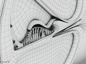 Sezione trasversale della coclea Modello 3D
