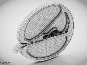 Sezione trasversale della coclea Modello 3D