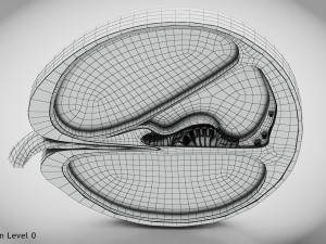 Cochlea cross section Model 3D