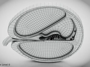 Sezione trasversale della coclea Modello 3D