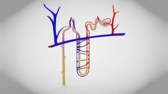 Нефрон 3D Модель .c4d .max .obj .3ds .fbx .stl .blend 