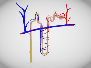 Nephron 3D Model