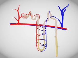 Нефрон 3D Модель