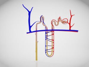 Nephron Modèle 3D