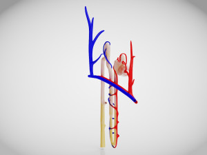 Nephron Modèle 3D