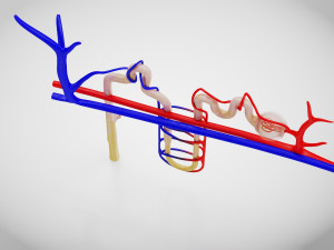 Nephron Modèle 3D