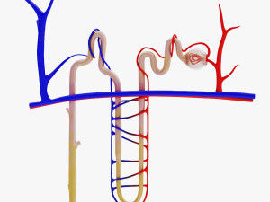 Nephron Modèle 3D