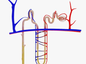 Нефрон 3D Модель
