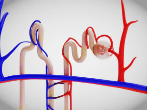 Нефрон 3D Модель