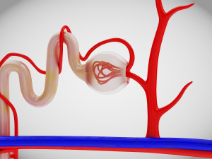 Nephron Modèle 3D