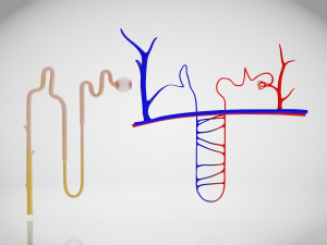 Nephron Modèle 3D