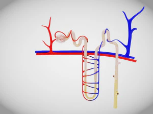 Нефрон 3D Модель