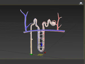 Нефрон 3D Модель