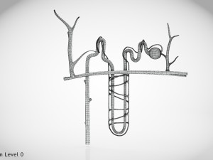 Nephron Modèle 3D