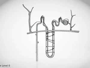 Нефрон 3D Модель