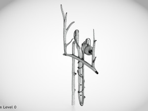 Nephron Modèle 3D