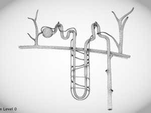 Nephron Modèle 3D