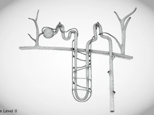 Нефрон 3D Модель