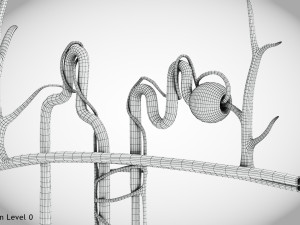 Nephron Modèle 3D