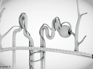 Нефрон 3D Модель