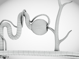 Nephron Modèle 3D