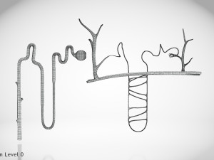 Nephron Modèle 3D