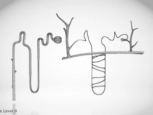 Нефрон 3D Модель