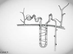 Nephron Modèle 3D