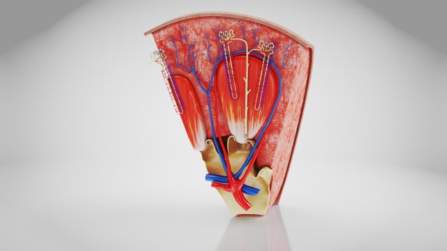 Kidney Section and Nephrons Modelo 3D .c4d .max .obj .3ds .fbx .stl .blend 