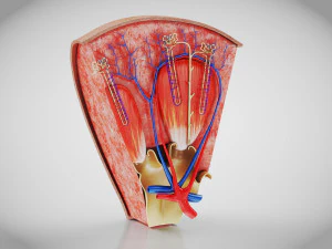 Kidney Section and Nephrons 3D Model