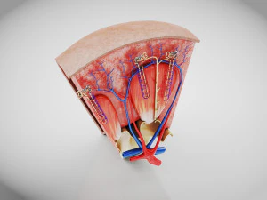 Kidney Section and Nephrons 3D Model