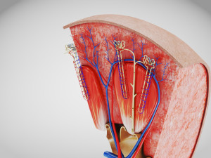 Kidney Section and Nephrons Modelo 3D