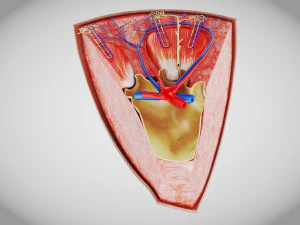 Kidney Section and Nephrons 3D Model