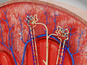 Kidney Section and Nephrons Modelo 3D