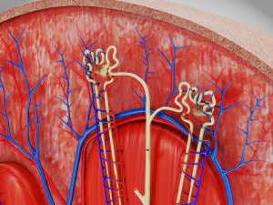 Kidney Section and Nephrons 3D Model