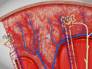 Kidney Section and Nephrons Modelo 3D