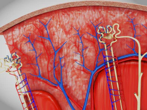 Kidney Section and Nephrons 3D Model