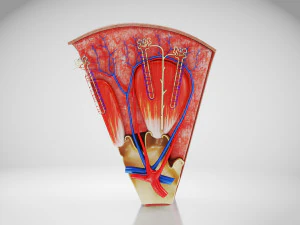 Kidney Section and Nephrons 3D Model