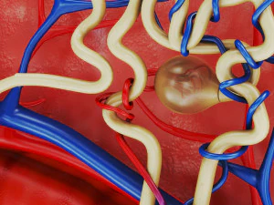 Kidney Section and Nephrons 3D Model