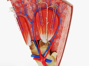 Kidney Section and Nephrons Modelo 3D