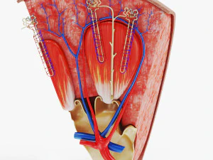 Kidney Section and Nephrons 3D Model