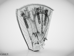 Kidney Section and Nephrons Modelo 3D