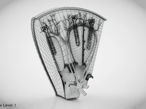 Kidney Section and Nephrons 3D Model