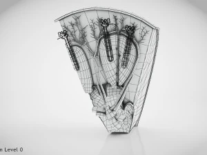 Kidney Section and Nephrons 3D Model