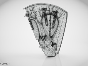 Kidney Section and Nephrons Modelo 3D