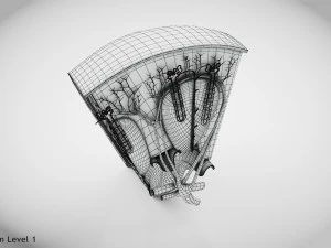Kidney Section and Nephrons 3D Model