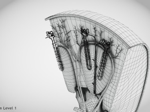 Kidney Section and Nephrons Modelo 3D